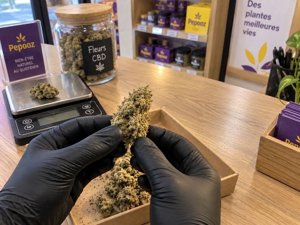 Fleurs de CBD sélectionnées en boutique avec des gants noirs